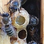 Close up picture of the bottom of a frame with an open queen cell with a growing queen larvae and royal jelly.