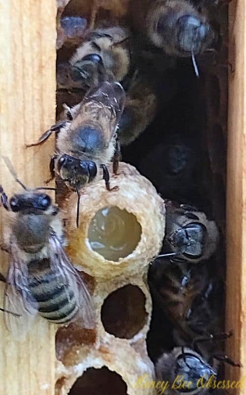 Close up picture of the bottom of a frame with an open queen cell with a growing queen larvae and royal jelly.