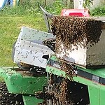 Free Bees: So You Want to Catch a Swarm&nbsp;