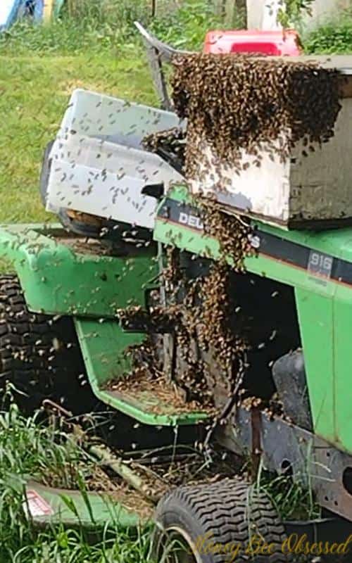 Picture of a swarm of bees landing and moving into a swarm trap that's sitting on top of a tractor.
