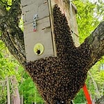 Picture of a large swarm of bees that landed on the outside of a swarm box.
