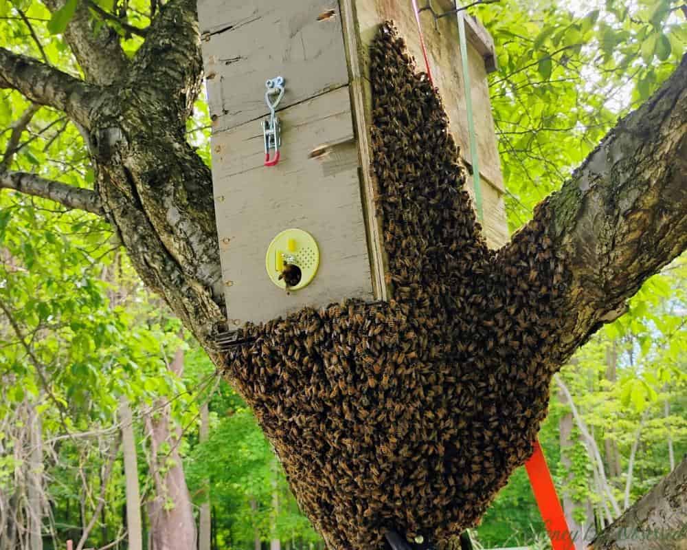 Picture of a large swarm of bees that landed on the outside of a swarm box.