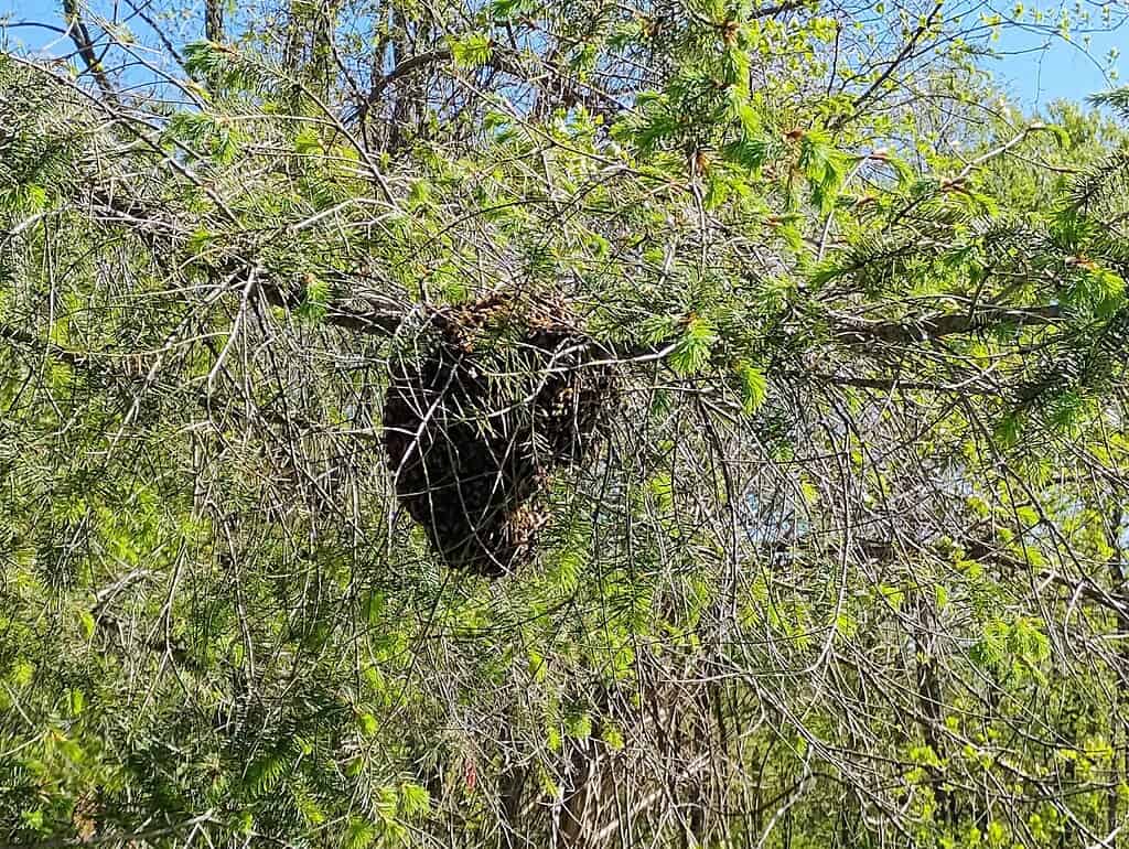 Picture of a large swarm of bees in a pine tree.