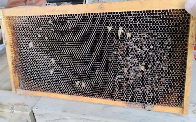 A picture of a frame of drawn comb.