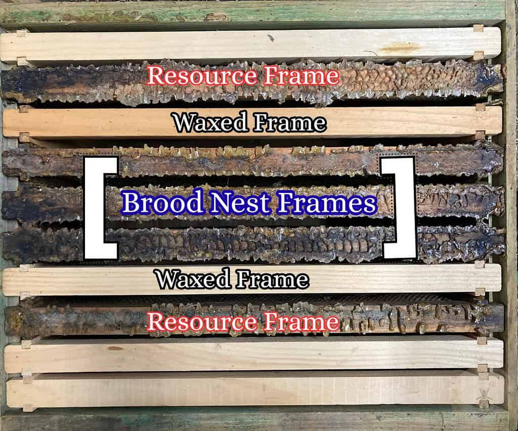 Photo diagram of how to install a nuc--3 brood frames in the middle, waxed plastic foundation on either side, then the resource frames, and the rest of the plastic waxed frames on the outside.