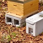 Photo of a nuc box sitting next to a hive with the entrances pointing in the same direction.
