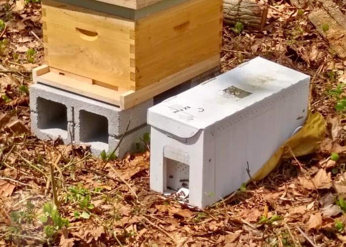 Photo of a nuc box sitting next to a hive with the entrances pointing in the same direction.