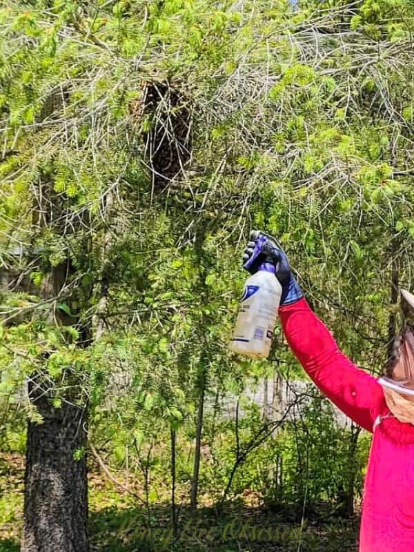 Photo of beekeeper spraying a cluster of bees with sugar syrup.